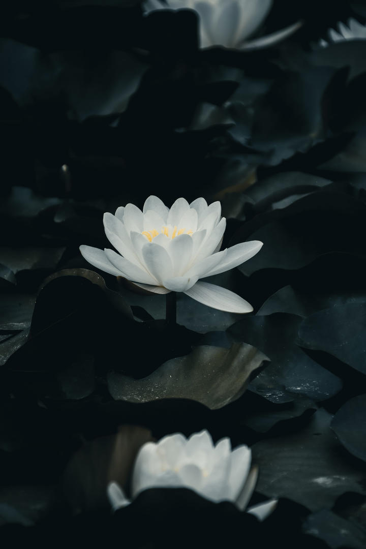 特朗普：计划与金正恩取得联系